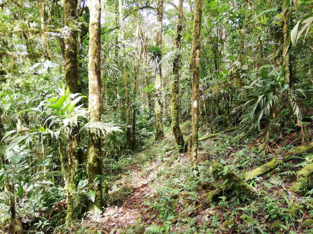 Finca Santa Rosa de Brunca