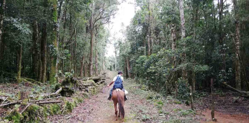 Finca Santa Rosa de Brunca