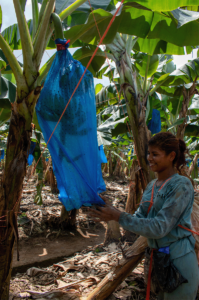 Tatiana Medina Jirón, embolsadora en Finca Agrifruta 1