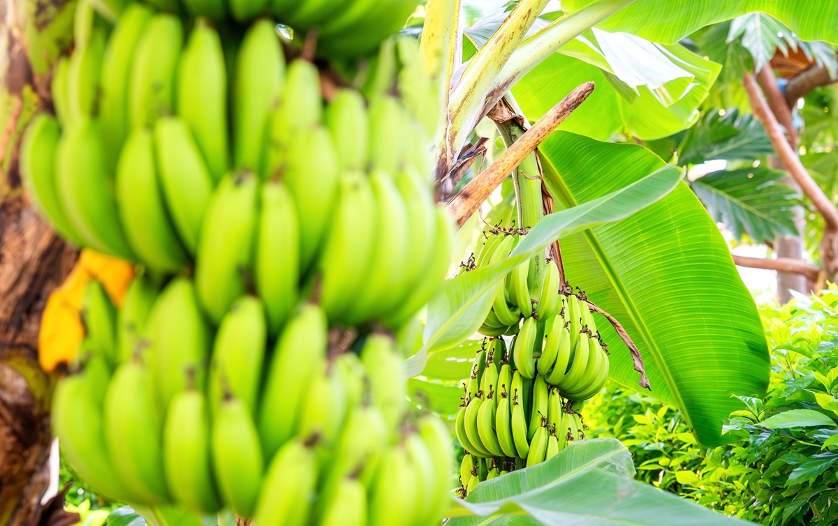 Envíos de banano de Ecuador muestran saldo positivo en 2025, pero con un enfriamiento progresivo del ritmo exportador