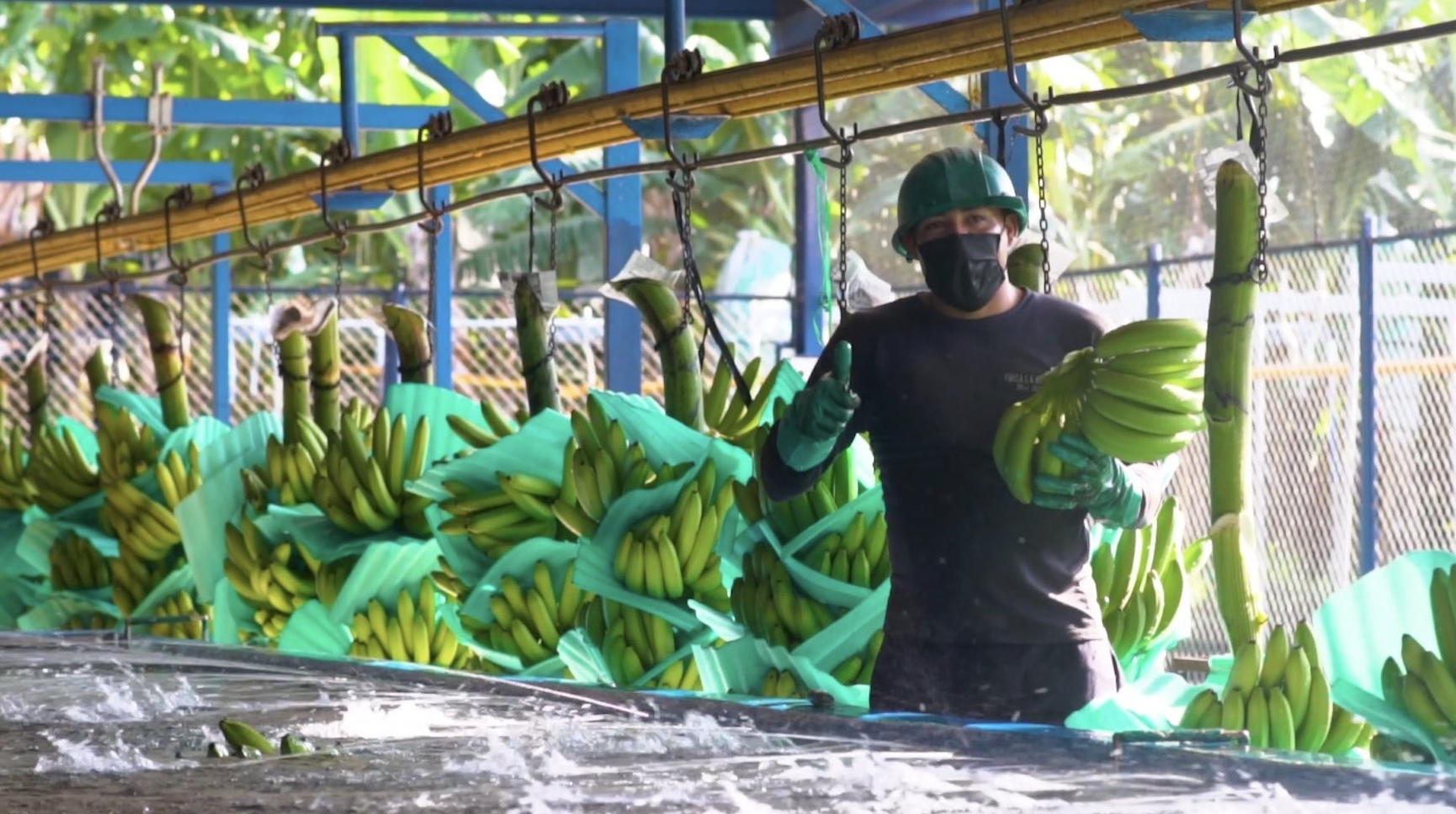 Banano colombiano consolida su presencia mundial pese a desafíos en la región Caribe 5 Banano colombiano consolida su presencia mundial pese a desafíos en el Caribe